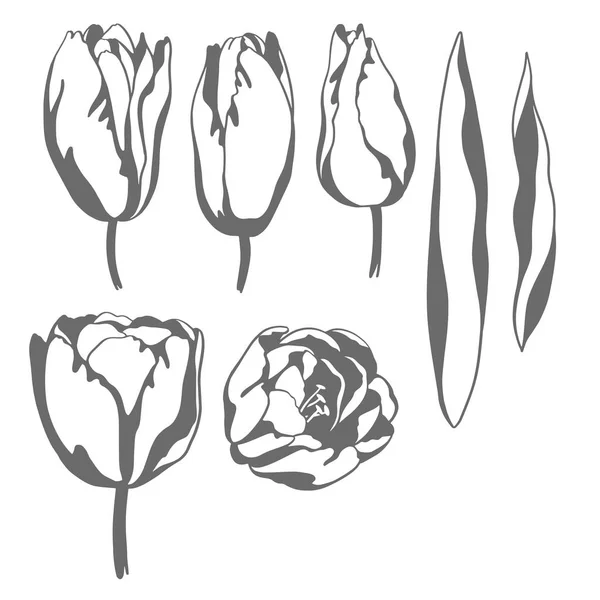 Illustration de croquis de silhouette de timbre vectoriel, fleurs de tulipe. F — Image vectorielle