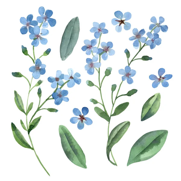 Ακουαρέλα απαλό μπλε λουλούδια του ηελοχάρης με πράσινο άδεια — Φωτογραφία Αρχείου