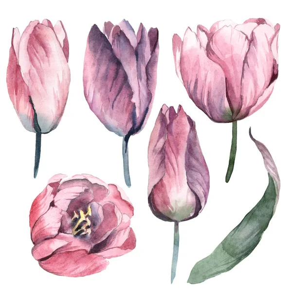 Aquarel zacht roze bloemen voor tulip met groene bladeren — Stockfoto