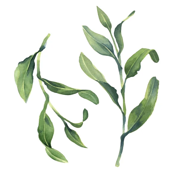 Ακουαρέλα πράσινα μικροσκοπικά φύλλα που απομονώνονται σε λευκό φόντο — Φωτογραφία Αρχείου