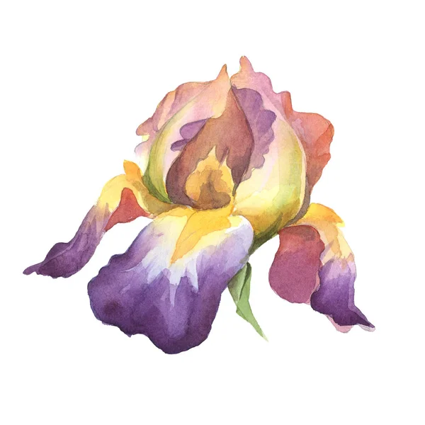 Aquarelle fleur d'iris violet isolée sur fond blanc — Photo