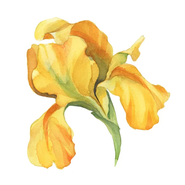 Watercolor yellow iris flower isolted on white background — Stock Photo, Image