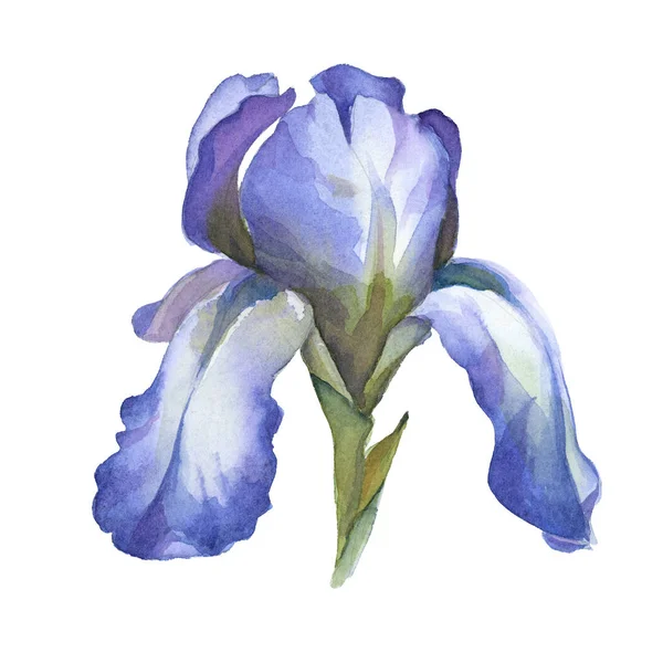 水彩色の青い虹彩の花は、白い背景にアイソルト — ストック写真