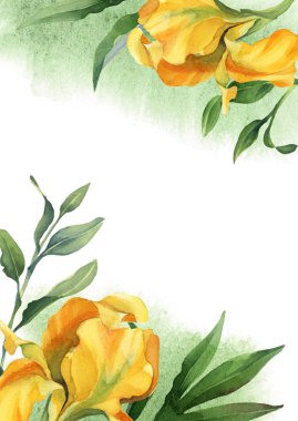 ağrı ile beyaz arka plan üzerinde yaprakları ile suluboya sarı iris