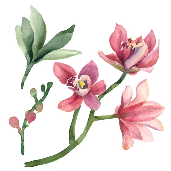 Gül seti, orkide çiçekleri ve beyaz backgro izole yaprakları