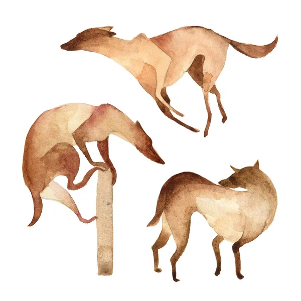 Ilustración de acuarela. Conjunto de perro marrón simple como galgo —  Fotos de Stock