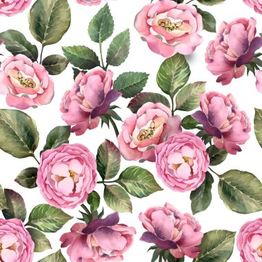 Suluboya kusursuz desen. Beyaz arka planda yaprakları olan pembe bir gül. Eski tarz duvar kâğıdı.