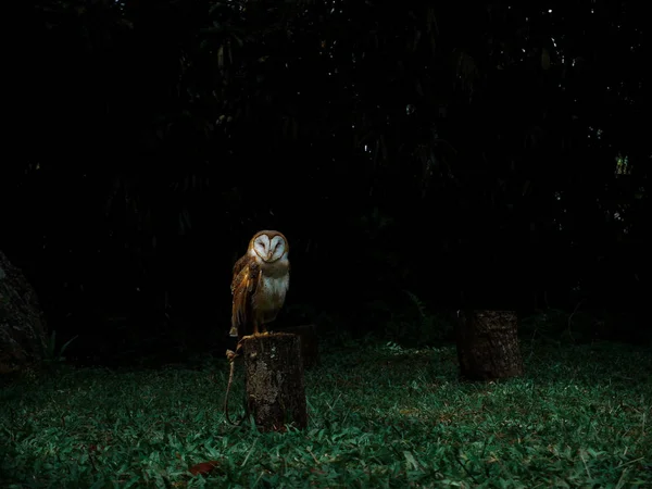 Owl with closed eyes in the dark