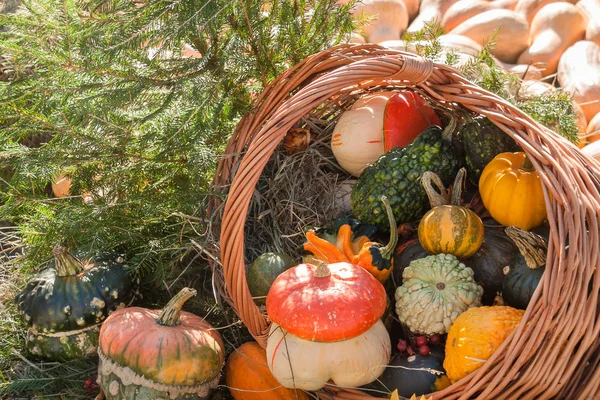 Sonbahar mabon kabak festivale güneşli gün arka plan