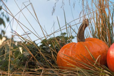 Autumn mabon pumpkin on blue sky background sunny festivale day clipart