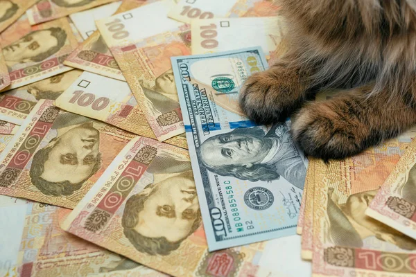 Кот, который лежит на украинских банкнотах. Кот лежит на гривне — стоковое фото