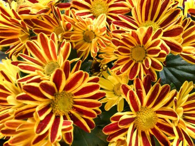 Arka plan kasımpatı papatyası. Çizgili portakal çiçeklerinin arka planı.