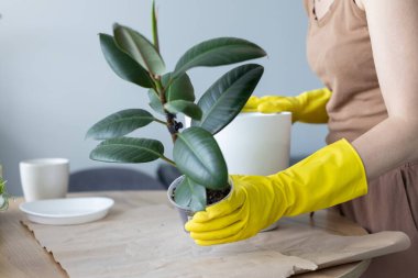 Daha büyük bir saksıdaki fitil elastica robusta ev bitkisinin reaksiyonu.