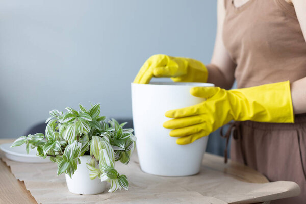 Transplanting tradescantia plant in bigger flower pot. Woman replanting home flowers