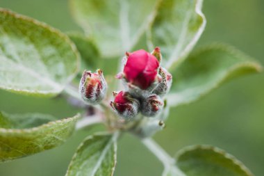 Doğa arka plan üzerinde elma çiçeği