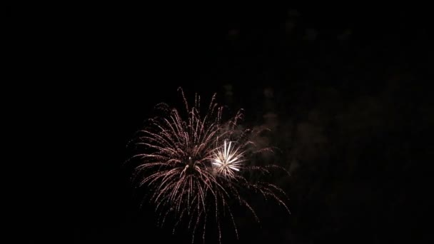 Amazing fyrverkeri show. Ljusa stänk av blommor av hälsning mot natthimlen. Seger dag. — Stockvideo