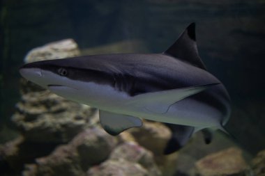 Biraz suda yüzen çiklitleri balıktır