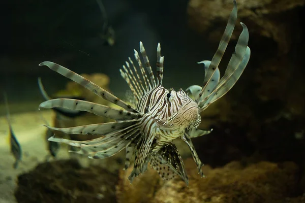 El pescado es una especie de cíclidos nadando en el agua —  Fotos de Stock