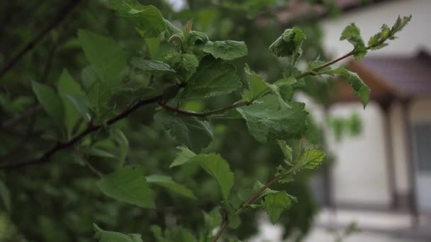 Frunzele copacilor sunt suflate de vânt — Videoclip de stoc