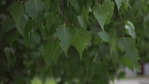 Trädens löv blåses av vinden — Stockvideo