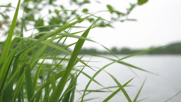 背景として、水の上の草や美しいグレアを赤らめ — ストック動画