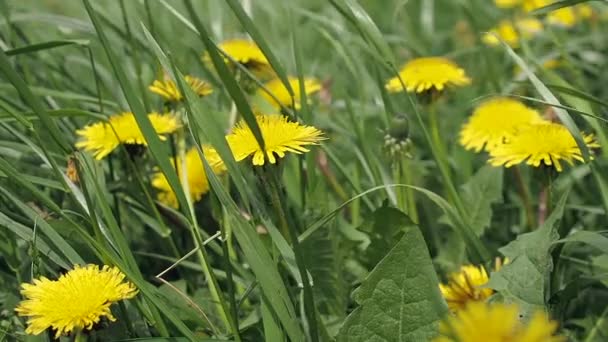 Close up zicht op de prachtige gele paardenbloem op het weitje door wind te blazen — Stockvideo