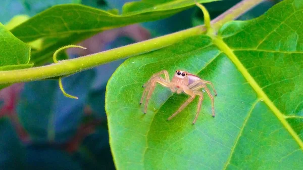 spider on plant leaf