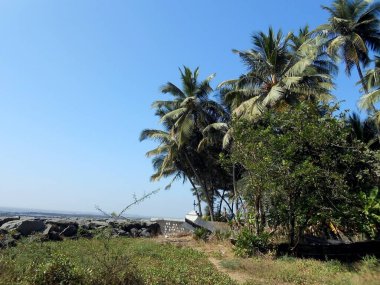 Plaj tarafındaki palmiye ağaçları adası