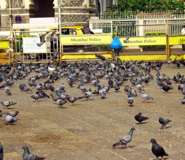 Pegion / Dove Birds On Street Grubu