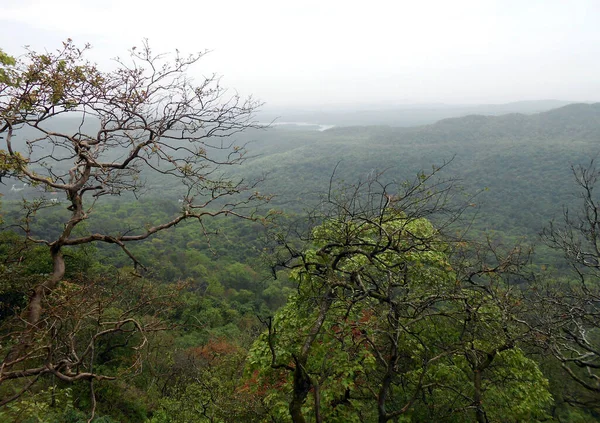 forest from the mountain with dry tree at side