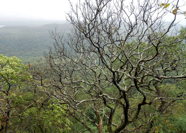 Arbre Sec Montagne — Photo