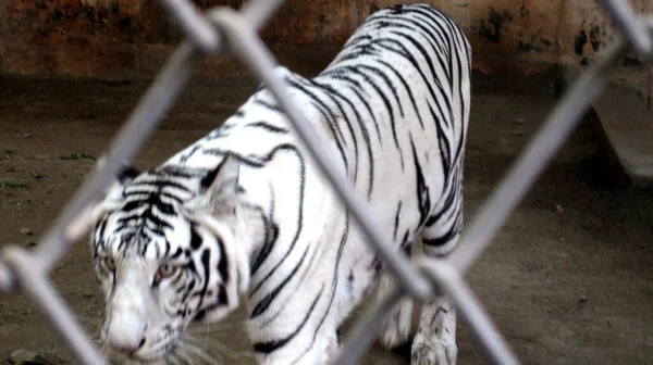 Beautiful White Tigers Couple Forest — Stock Photo, Image