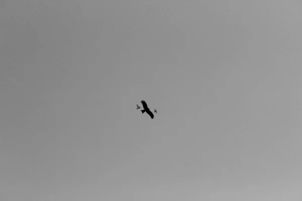 Орёл Летит Небе Семьей Черно Белый — стоковое фото