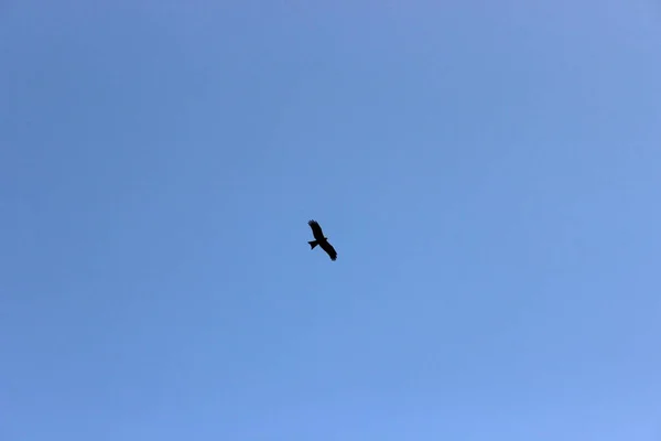 Eagle Flying Blue Sky — Stock Photo, Image