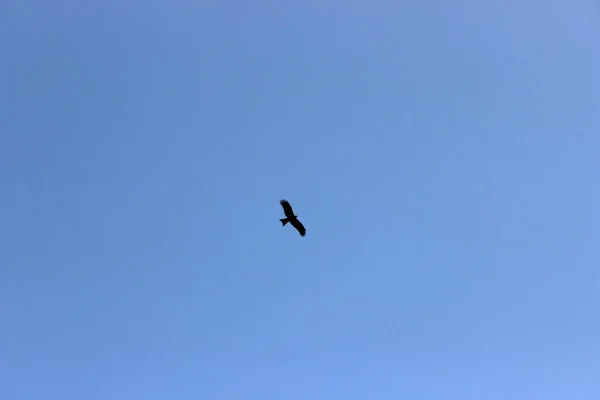 Mavi gökyüzünde uçan kartal