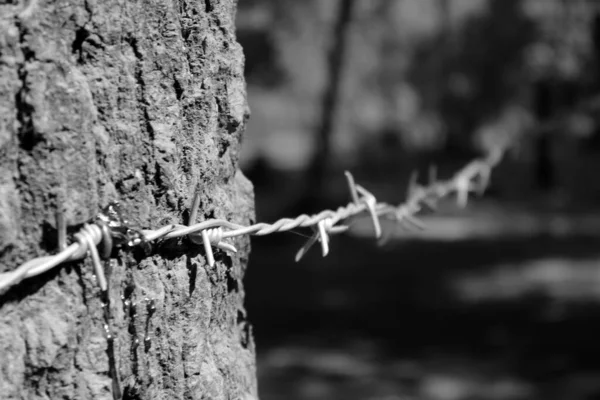 Bloedende Boom Prikkeldraad — Stockfoto