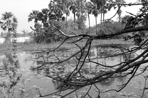 Lac Dans Parc Forestier — Photo