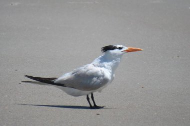 Royal tern seabird on the beach in Atlantic coast of North Florida