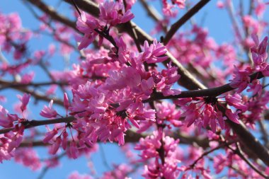 Judas ağacı çiçekleri (Cercis silikastrum) Florida doğasında mavi gökyüzü arka planında, yakın plan