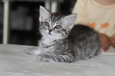 Bir battaniye var yalan küçük kedi yavrusu