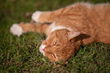 Cute red cat lies resting