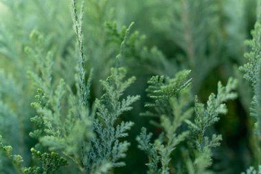 closeup of blue false cypress hedge