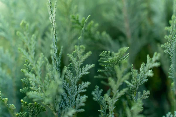 closeup of blue false cypress hedge