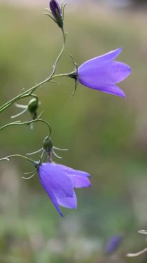 İki canlı mor çan çiçeğinin yakın çekimi, Almanya, Saksonya 'da yumuşak ve bulanık bir arkaplanda zarif bir şekilde asılıydı..