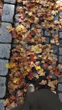 Çiy damlalarıyla kaplı göz kamaştırıcı kırmızı güller sabah güneşiyle aydınlatılıyor ve Almanya 'nın Saksonya şehrinde bir mercek patlaması yaratıyor..