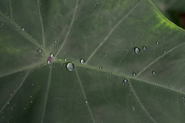 Una gota de agua sobre una hoja tropical verde — Foto de Stock