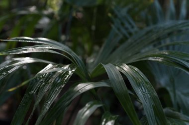 Çiğ damlaları ile yeşil tropikal bitki.