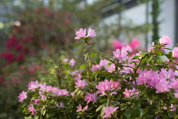 Pink azalea bush with flower on blurred background — Stock Photo, Image