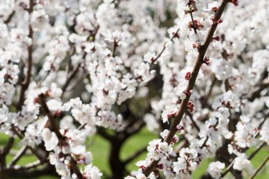 Çiçek açan beyaz sakura. Güzel çiçekler ve kiraz ağacı sprigs Makro fotoğraf.