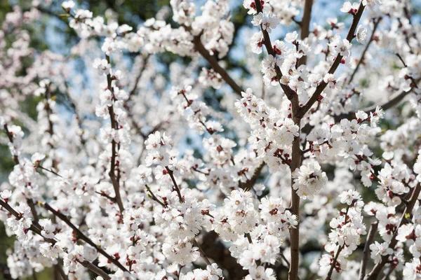 Sakura blanca floreciente. Macro foto de hermosas flores y ramitas de madera de cerezo . — Foto de Stock